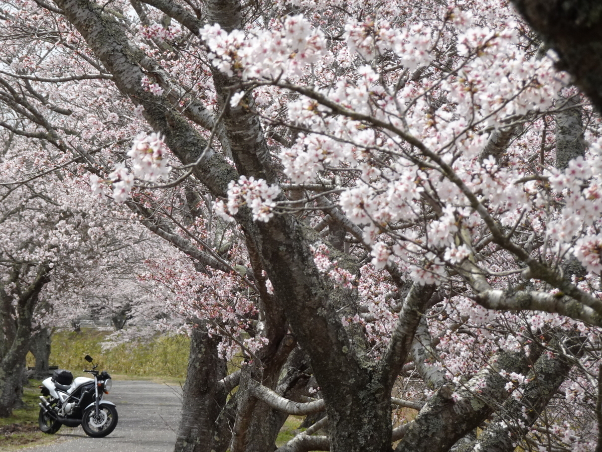 満開の桜とオートバイの写真